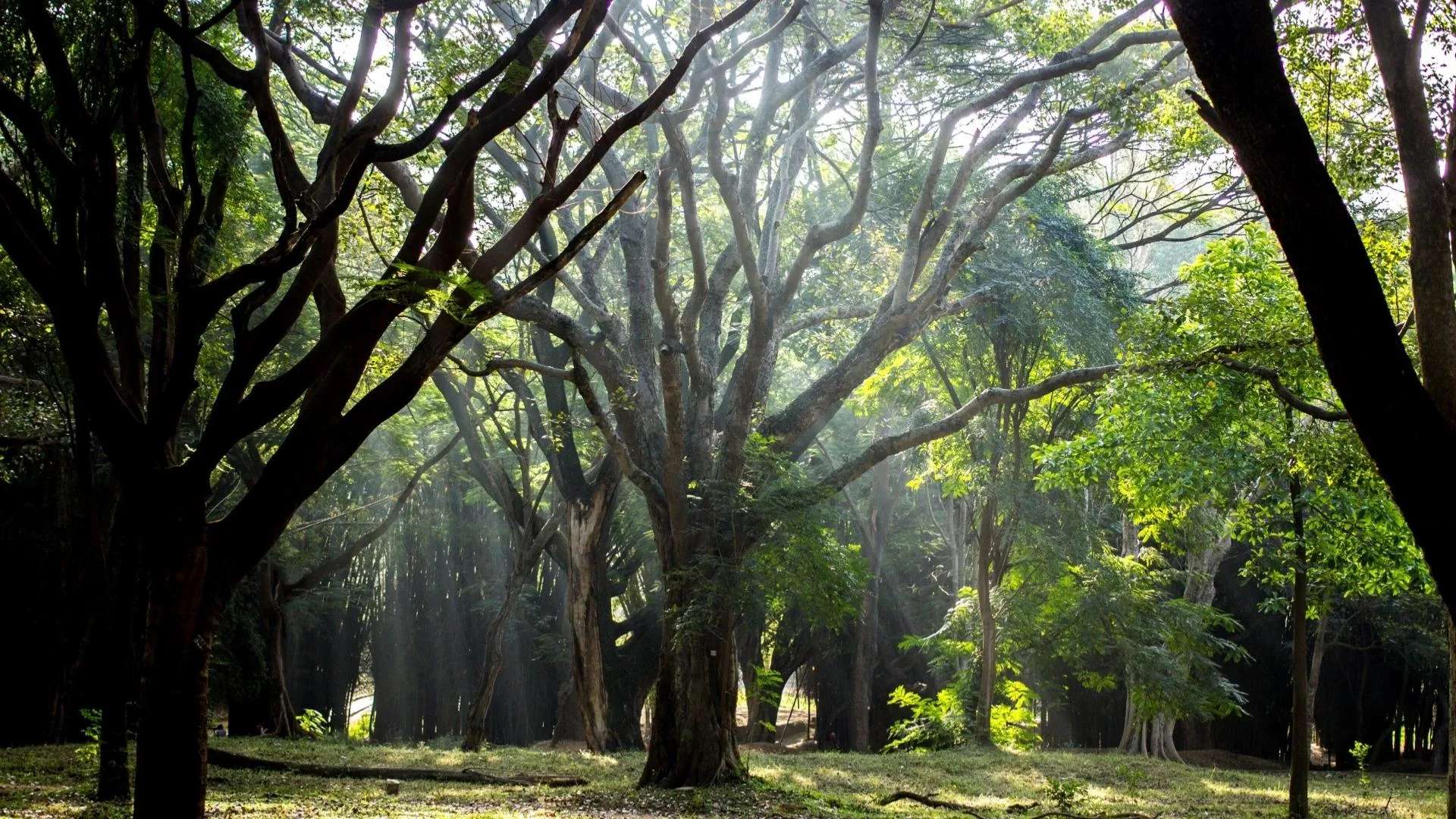Cubbon Park